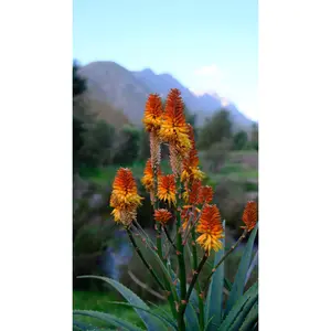 Medicinal Aloe Vera -Orange Flowering