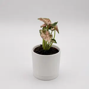 Syngonium pink Godzilla variegated Pot 2 - Unique Leaves, Low-Maintenance, Air-Purifying