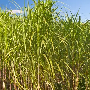 1,000 Switchgrass Seeds for Planting - Fast Growing Prairie Grass