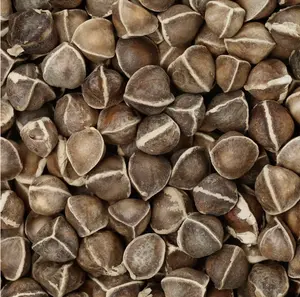 Moringa Seeds Premium PKM1 Variety | Snacking & Planting | Non-GMO | Wildcrafted Drumstick Tree (Malunggay) | Moringa Oleifera Semillas Imported from Mexico