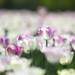 Shirley Single Late Tulip Bulbs for Planting - Easy to Grow - Fall Planting Flowers - A Unique Hand-Painted Look