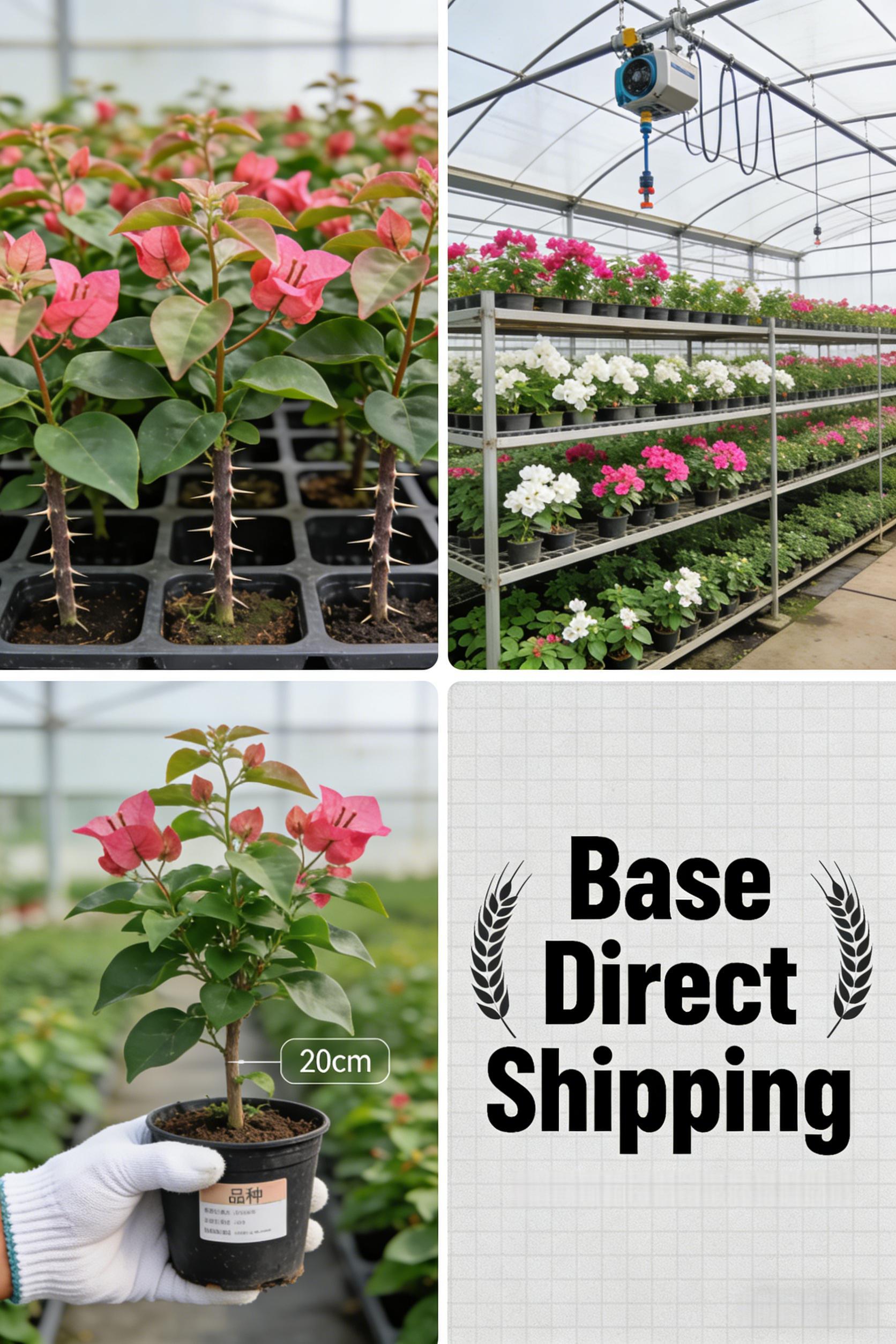 Bougainvillea Seedlings — A Vividly Colored Shrub and Easy-to-Care-for Garden Plant