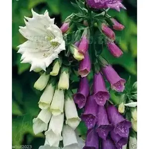 FOXGLOVE Seed Mixed Biennial Flowers - Natural Flowering Product for Gardening and Culinary Use