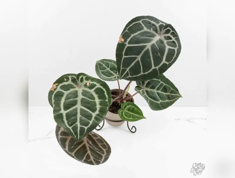 anthurium sp morona - TikTok Shop