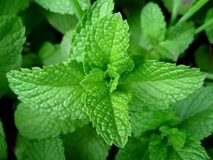 Peppermint Great Garden Herb 1000 pcs Seeds by Seed Kingdom Peppermint, HERB Seeds Heirloom, Non GMO  Peppermint Seeds, Delicious