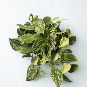 Scindapsus Pictus Argyraeus Silver Satin Pothos 6" Pot - Vibrant Green & White Marbled Foliage, Thrivs in Hard to Moderate Light
