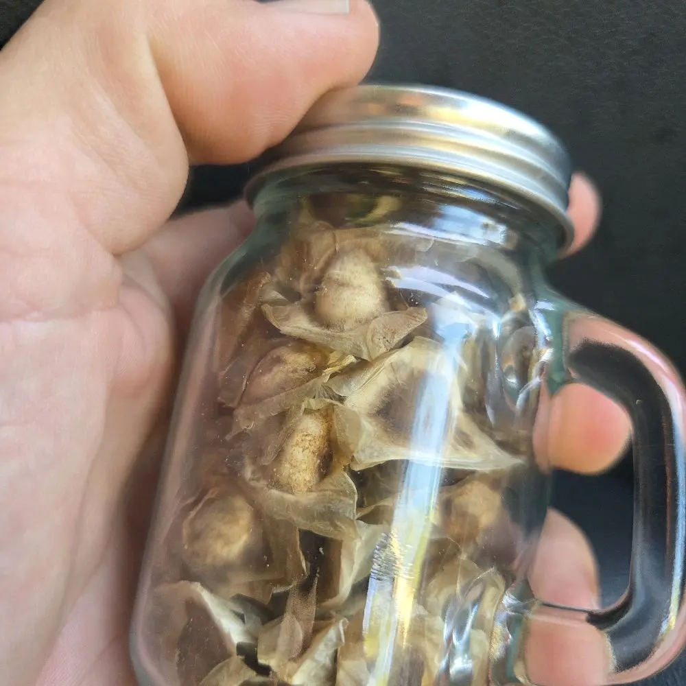 Moringa Seeds, Non-GMO, Edible for Culinary Use & Nutritional Supplements