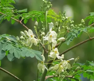 25 Moringa Seeds for Planting - Drumstick Trees - Malunggay Tree - Moringa Tree Drumstick Oleifera Moringa Plants for Outdoor Garden