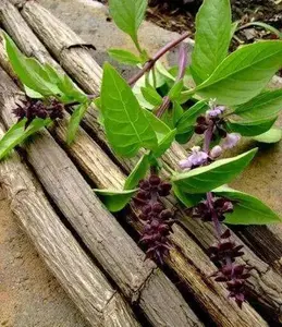 Herb Seeds - Basil, Clove Scented, Ideal for Cooking and Medicinal Use