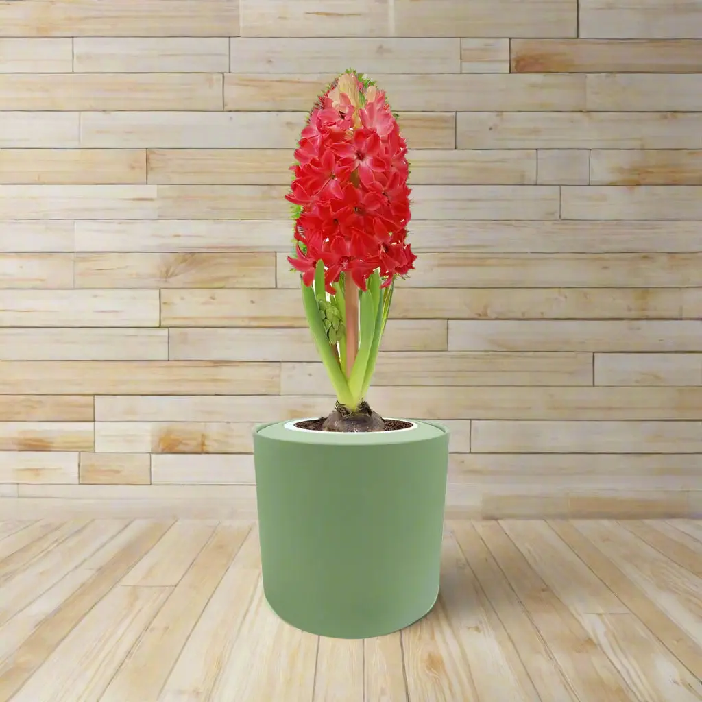 Hyacinth ‘Jan Bos’ Indoor Bulb Kit