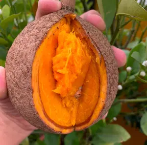 Mammea americana (mamme apple) mamey live fruit tree 10in to 24in /Mamey americana/