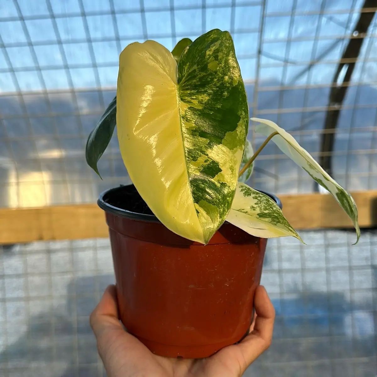 Philodendron burle Marx variegated 4" pot plant Rare plant | Live Tropical House Plant