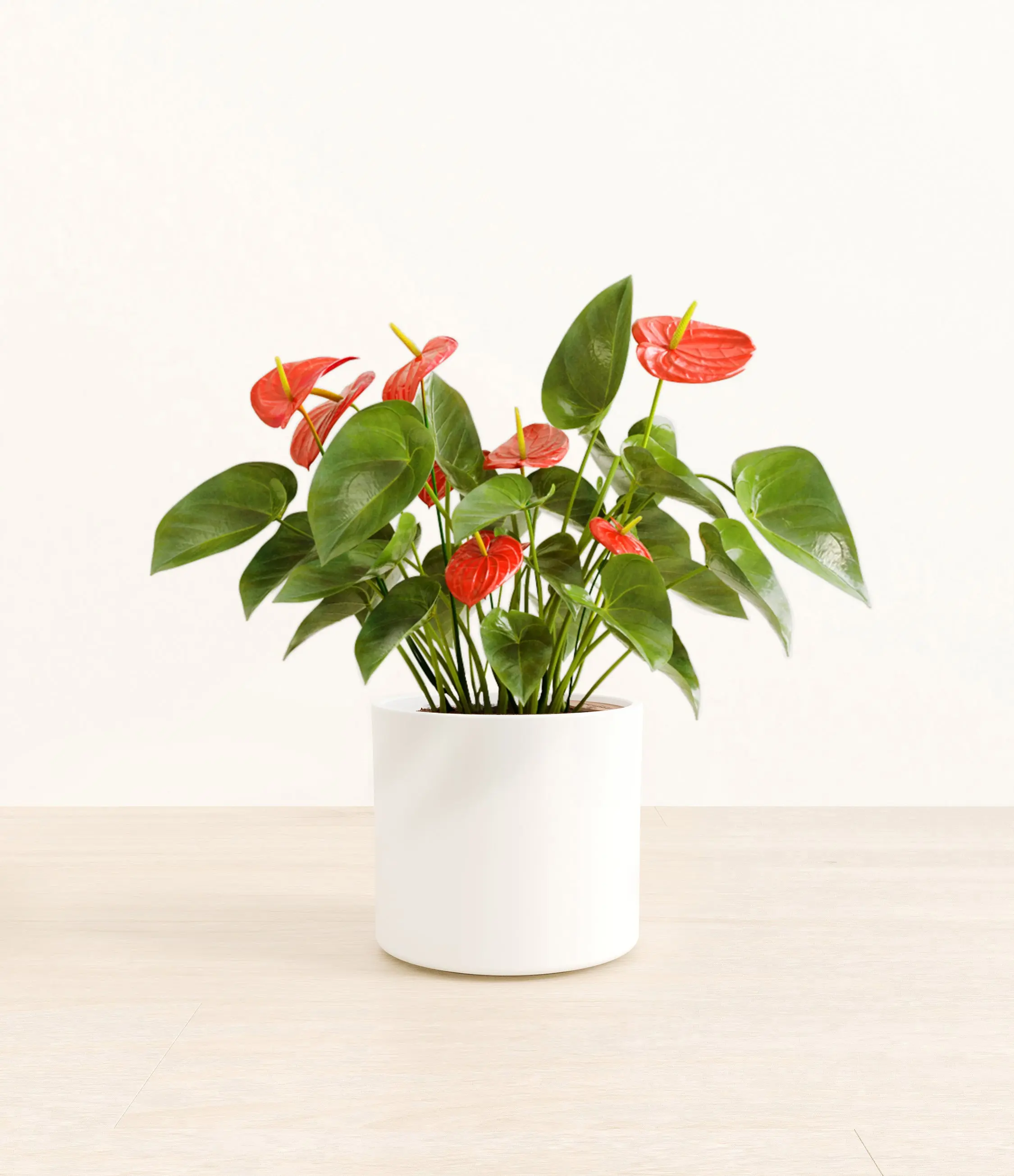 Anthurium Red
