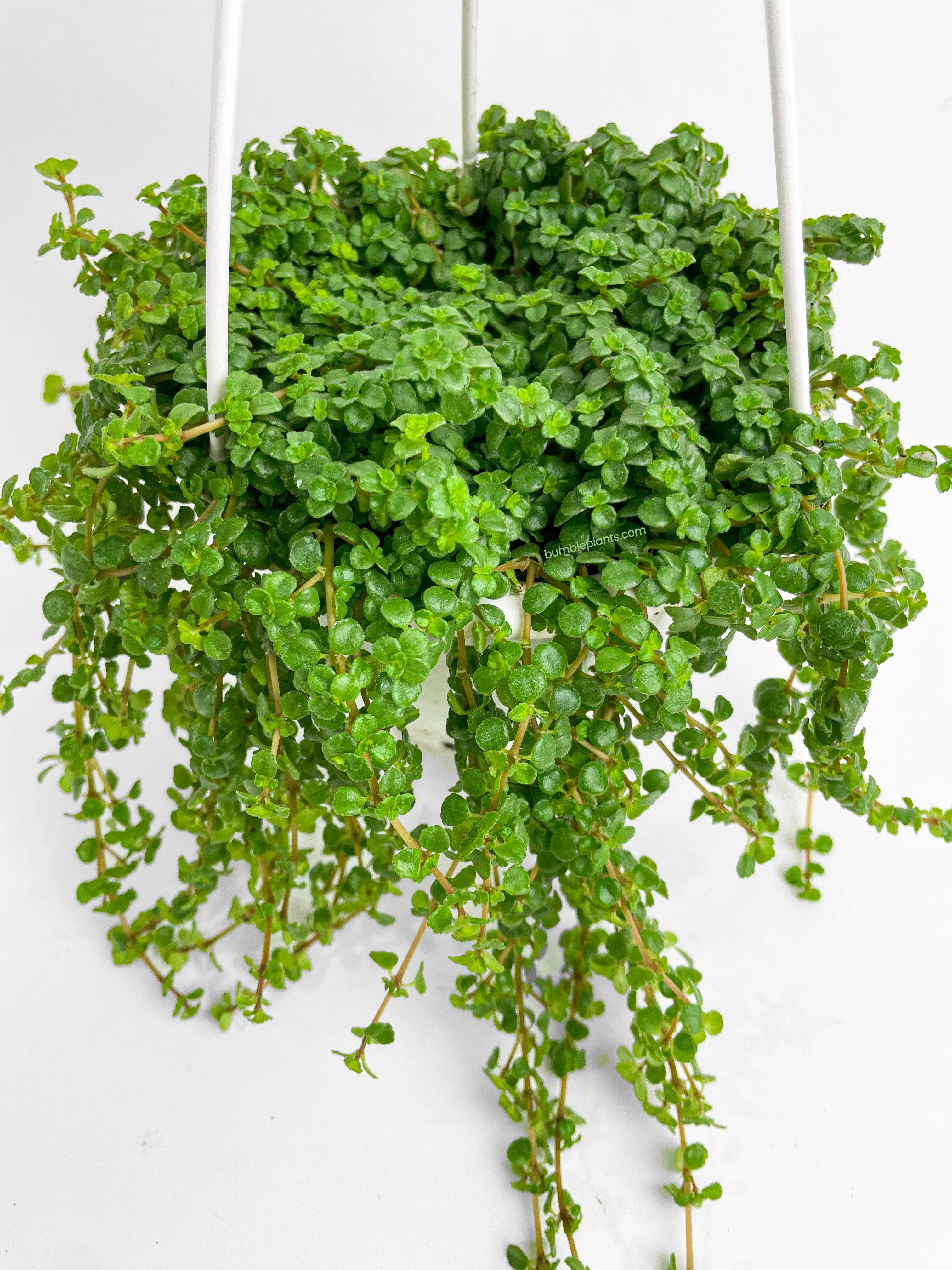 Pilea Depressa 'Baby Tears'