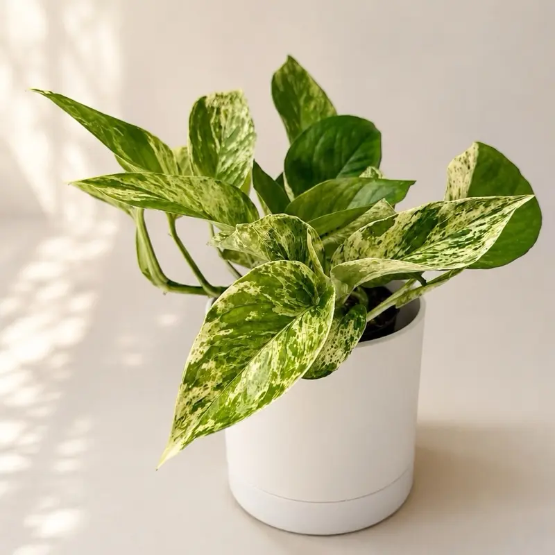 Pothos Marble Queen 4" Pot - Easy Care Decorative House Plant for Indoor Home Decoration  Variegated Green Leaves