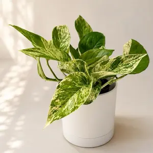 Pothos Marble Queen 4" Pot - Easy Care Decorative House Plant for Indoor Home Decoration  Variegated Green Leaves