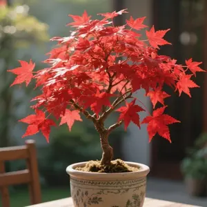 Japanese Red Maple Bonsai Tree Seeds | 30+ Seeds | Highly Prized for Bonsai, Japanese Maple Tree Seeds