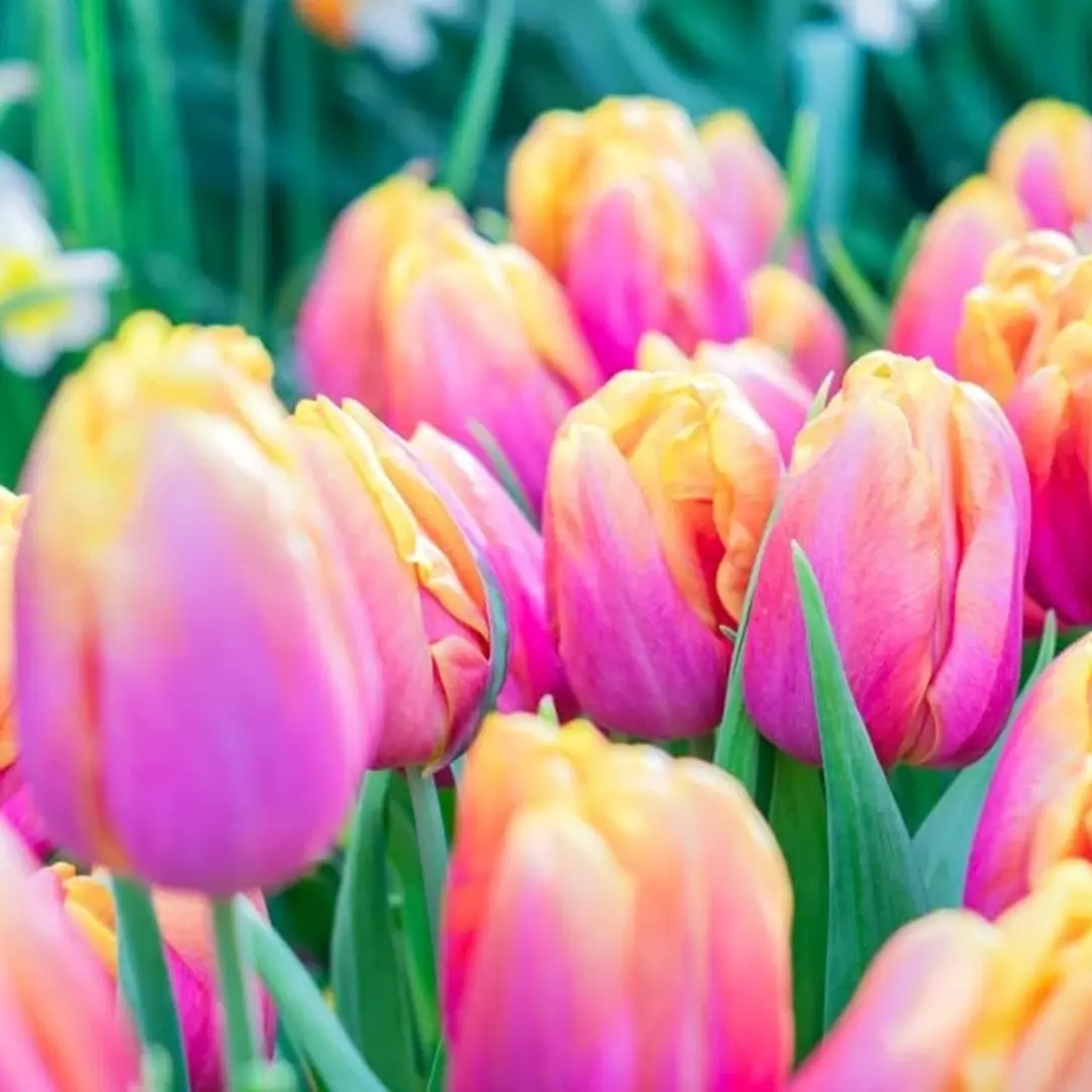 100+ Pink Passion Tulip Heirloom Bulbs for Planting - Easy-to-grow Garden Seeds - Perfect for Zones 3-8 - Ideal Gift or Personal Garden Addition - Perennial Flower Seeds