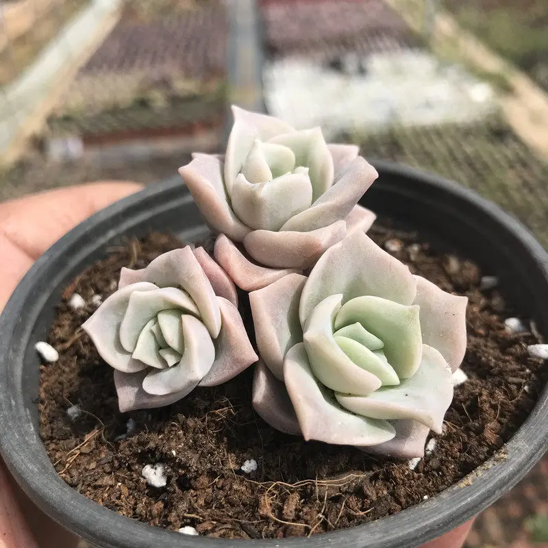 Lovely Rose Succulent Live Plant, Echeveria Rosette Shaped Indoor Houseplant, 2 Inch Potted Desk Decor