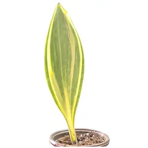 Dracaena Masoniana Varigata Succulent Plant with Paddle-Shaped Leaves for Low-Maintenance Home Decor