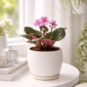 African Violet 'Pink'