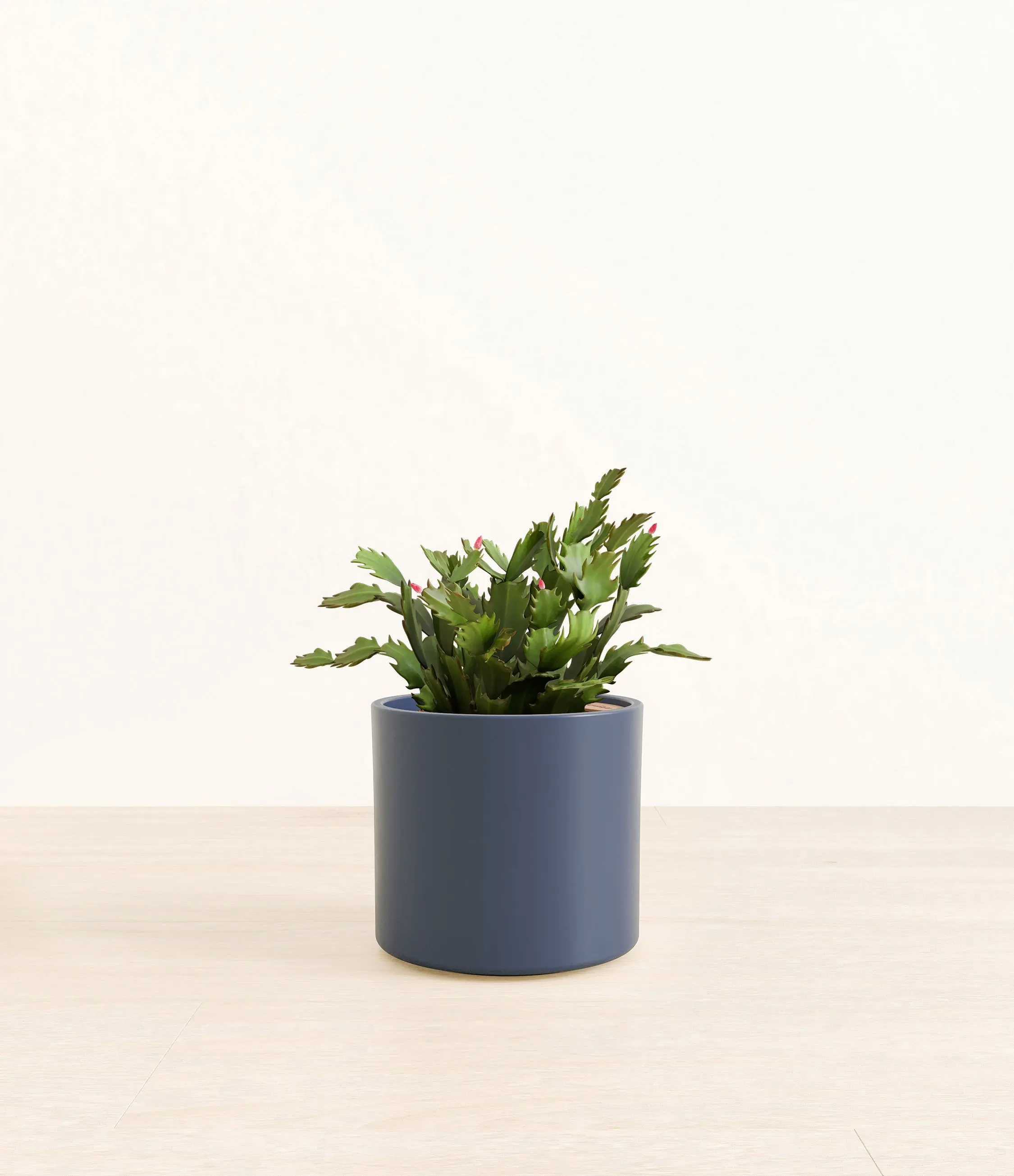 Holiday Cactus