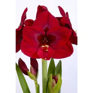 Amaryllis Carmen Single Bulb