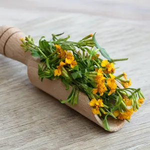 Mexican Tarragon Organic Seeds (Tagetes lucida) Aromatic herb with anise-like flavor used as a tarragon substitute; popular in teas, culinary dishes, and traditional medicine