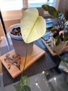 Monstera Mint White Monster - B