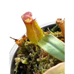 Nepenthes ‘Bloody Mary’ – A Carnivorous Marvel Drenched in Crimson | Curio Plants