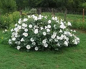 Moonflower Seeds for Planting (20 Seeds) - Bloom at Night