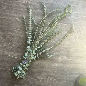 Shower Eucalyptus Bouquet USA Fresh [Ribbon To Hang In Shower Included] Large Stems Branches Natural Live and Aromatic Self Care Leaves Bundle | Natural Real Eucalyptus Leaves Shower Decor Home Decor Aromatic Shower Plant, Scent Bathroom Eucalipto