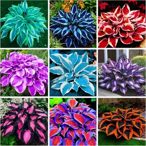 290+ Rare Hosta Seeds for Planting Perennial Heart-Shaped Hosta Flower seeds Bare Roots - Rich Foliage, Heart Shaped Leaves, Outdoor Garden Attract Pollinators Bonsai Decoration