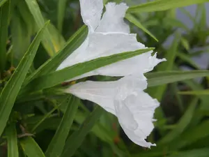 Katie's Dwarf Ruellia - White