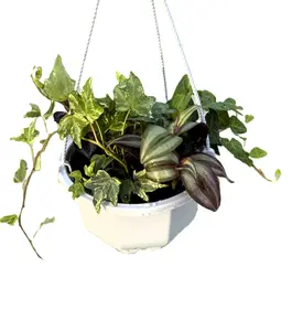 Mixed Plant Trailing 6-inch Basket - Creeping Jenny Wandering Jew & Variegated Ivy Collection for Porches Patios or Indoor Spaces