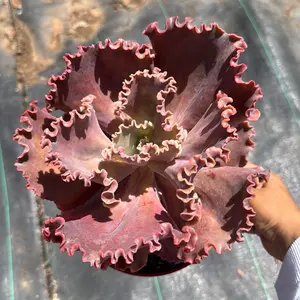 echeveria arlie wright 8 inch pot