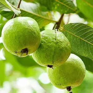 100+ Garden Guava Seeds - Heirloom Red Psidium Guajava - Sweet, Fragrant Tropical Fruit - Non-gmo for Your Backyard Planting