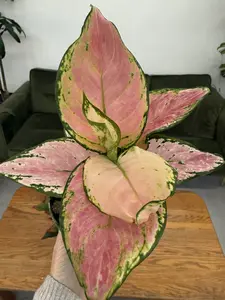 Pink Gem Aglaonema