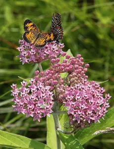 Butterfly Garden Bundle, Pollinator-Friendly Garden Pack, 4 Tall Flowers for Butterfly great gardening gift