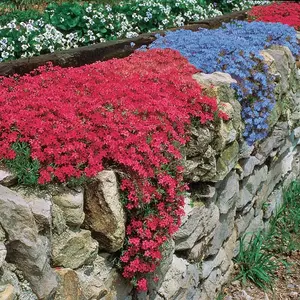 Creeping Thyme Rock Cress Seeds Cascading Mix Heirloom Groundcover Seeds Perennial 500 Seeds