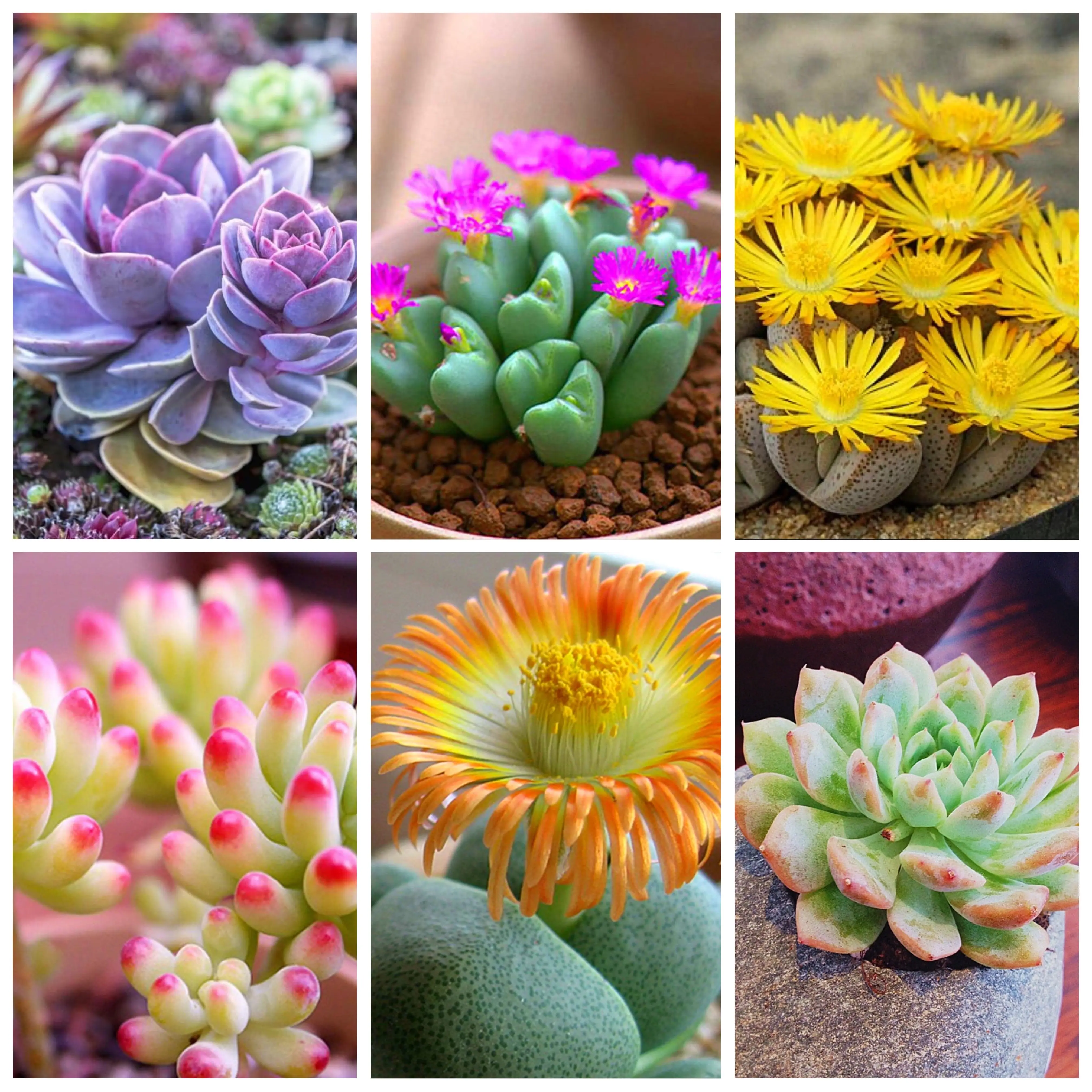 Lithops bonsai Living Stones Flower Succulent Cactus 100pcs/pack Mixed