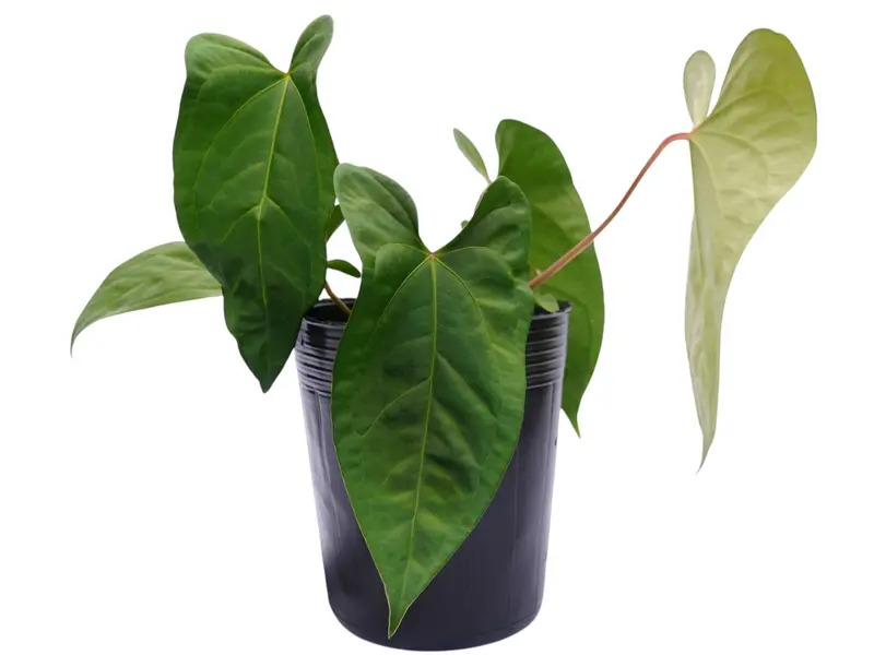 anthurium portillae x pap - TikTok Shop