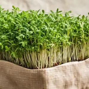 Kresse Sprinter Gartenkresse Seeds (Lepidium sativum) – Fast-growing garden cress variety with a peppery, refreshing flavor; perfect for microgreens and sandwich greens.