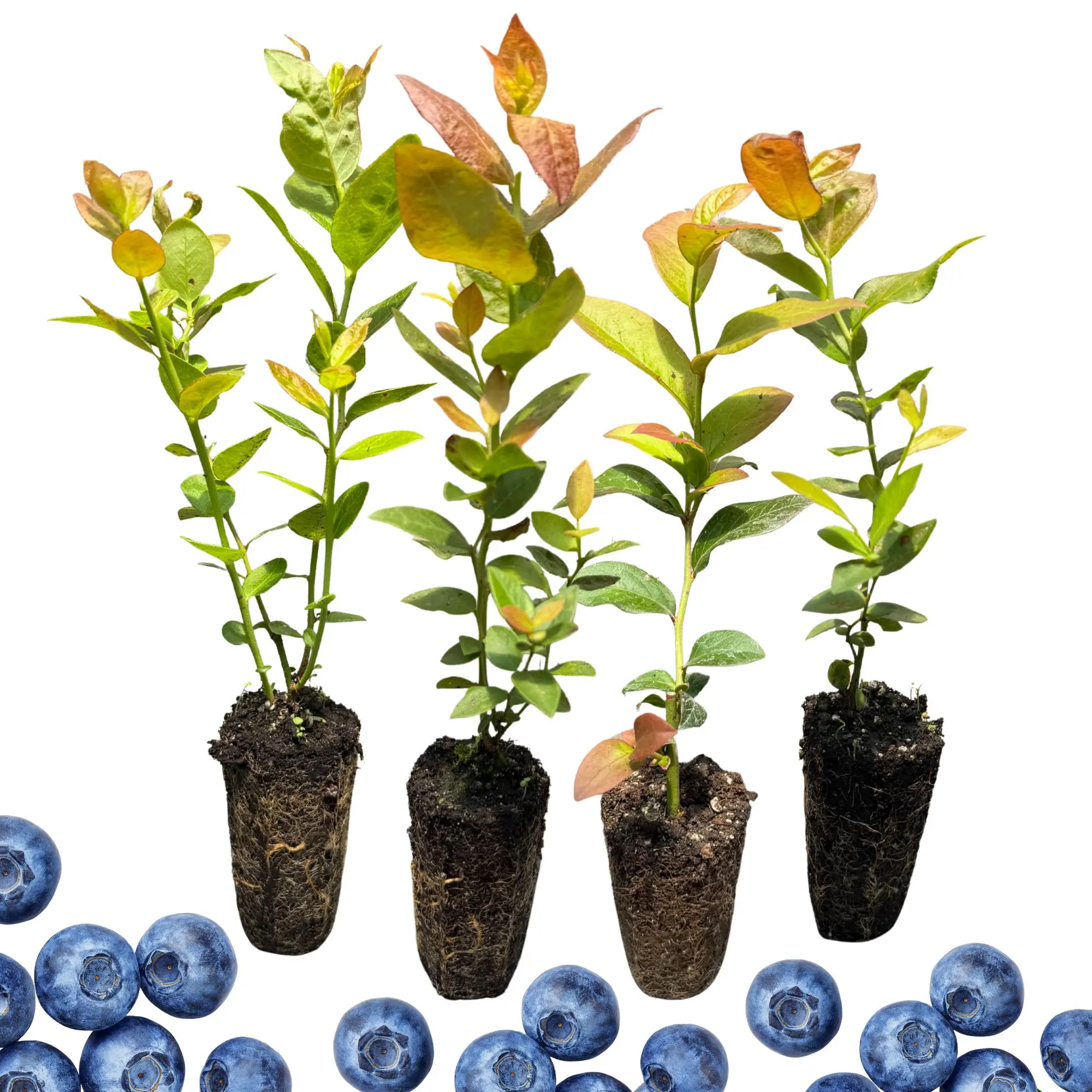 Chandler Blueberry Plants (4 Plugs) | Giant Sweet Mid-Late Season Berries | High-Yield Northern Highbush | Zones 4–8 | Hand Picked Nursery