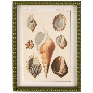 Primitives By Kathy - Shell Study Framed Wall Art (Add-On)