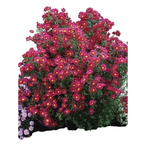 Green River 50 Crimson Red Aster Flower Seeds - Premium Perennial Flower Seed Pack, Vibrant Scarlet Blooms for Borders, Bouquets, and Pollinator-Friendly Gardens