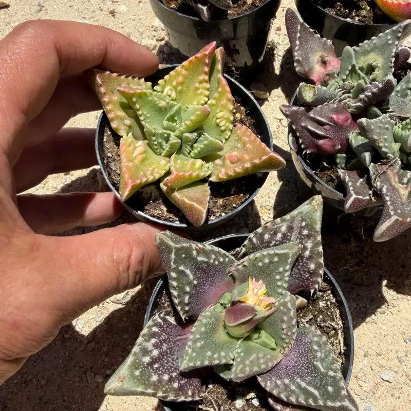 Pebbled Tiger Jaws