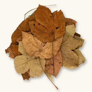 Natural Macaranga Leaves (20c) by Betta Botanicals for Blackwater Aquariums