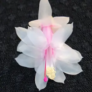 White Christmas Cactus Plant/Thanksgiving CactusPlant -Datch Trash- live STARTER Plant-Schlumbergera Truncata ship no pot