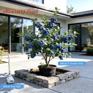 Dwarf Blueberry Bare Root Plants – Suitable for Garden, Patio, Pot or Ground Planting – Cold Hardy & Easy to Grow – Sweet Fruit – Carefully Selected Healthy Seedlings Live Perennial Sapling Non-GMO Compact Fast-Growing Tree